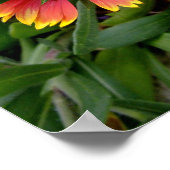 Affiche de Gaillardia (Coin)