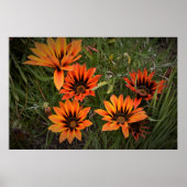 Affiche de gazanias orange et noir (Devant)