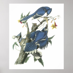 Affiche de geai bleu d'Audubon