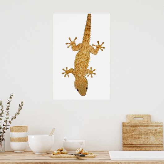 affiche de gecko lizard (Cuisine)