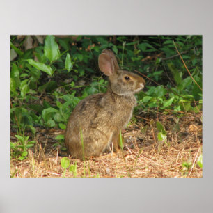 Affiche de gel de lapin