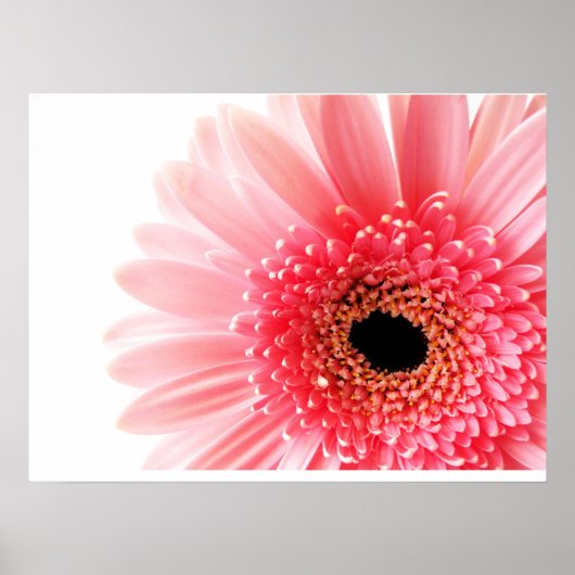 Affiche de Gerbera Daisy (Devant)