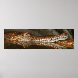 Affiche de Gharial