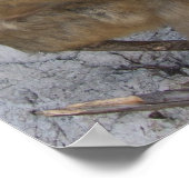 Affiche de Gibraltar Monkey (Coin)