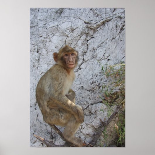 Affiche de Gibraltar Monkey (Devant)