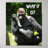 affiche de GORILLA GREETING (Devant)