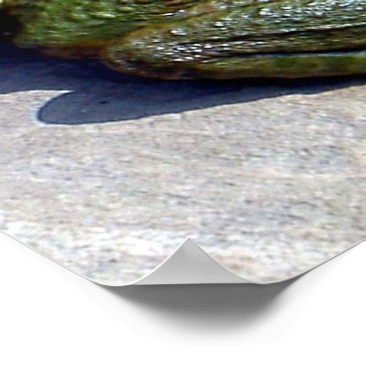 Affiche de grenouille (Coin)