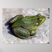 Affiche de grenouille (Devant)