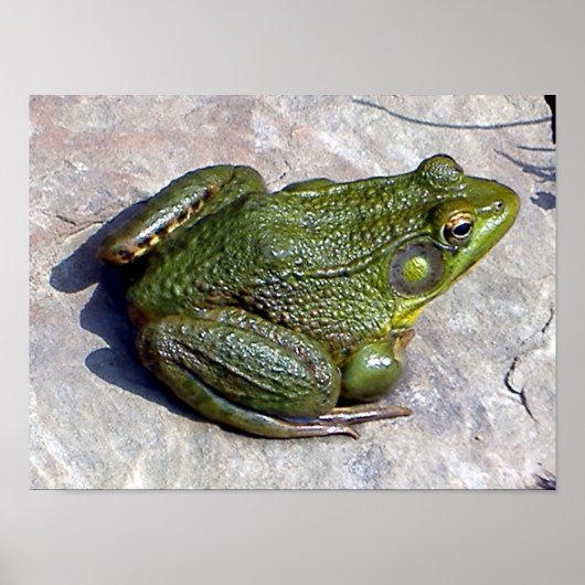 Affiche de grenouille (Devant)