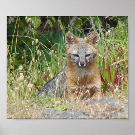 Affiche de Grey Fox (Devant)