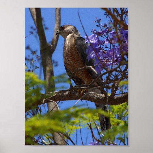 affiche de grillades de bratwurst (Devant)