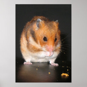 Affiche de hamster