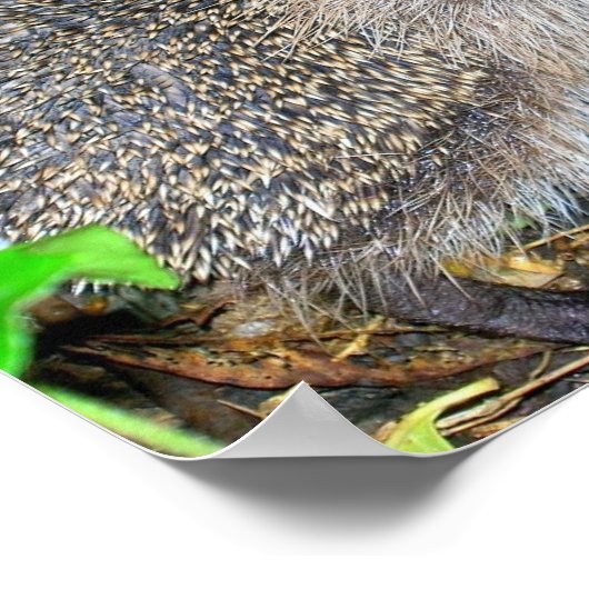 Affiche de hérisson (Coin)