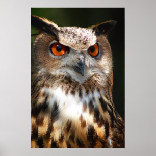 Affiche de hibou