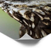 Affiche de hibou (Coin)