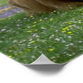 Affiche de Highland-Cattle (Coin)