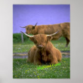 Affiche de Highland-Cattle (Devant)