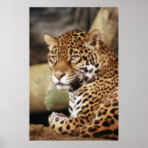 Affiche de Jaguar