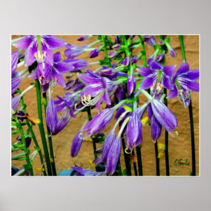 Affiche de jardin de fleurs Hosta Purple