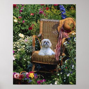 Affiche de jardin de Shih Tzu