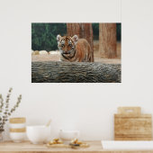 Affiche de jeune tigre (Cuisine)