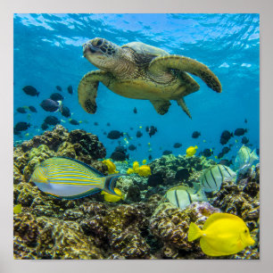 Affiche de la baie de Hanauma Hawaii