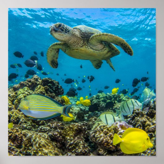 Affiche de la baie de Hanauma Hawaii (Devant)