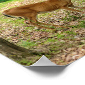 Affiche de la biche dans les bois (Coin)