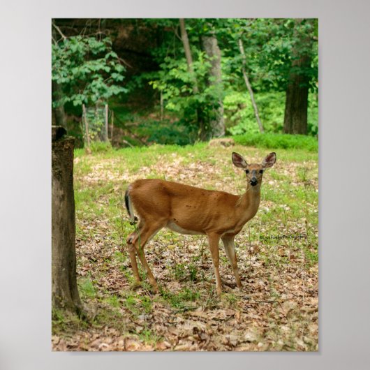 Affiche de la biche dans les bois (Devant)