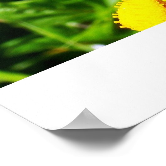 Affiche de la Buttercheeta (Coin)