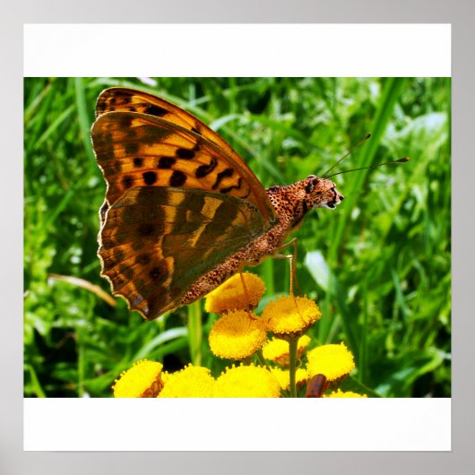 Affiche de la Buttercheeta (Devant)