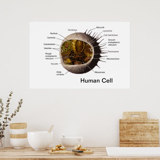 Affiche de la cellule humaine (Cuisine)