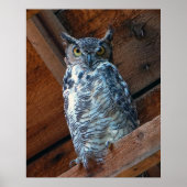 Affiche de la chouette à grande corne Imprimer (Devant)