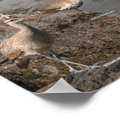 Affiche de la côte du Pacifique (Coin)