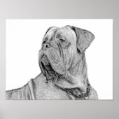 Affiche de la Dogue de Bordeaux (Devant)