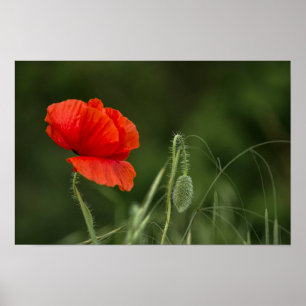 Affiche de la fleur de pavot - Grâce solitaire