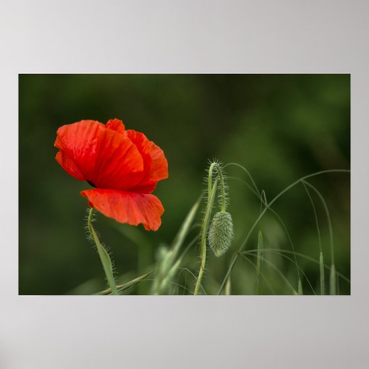 Affiche de la fleur de pavot - Grâce solitaire (Devant)