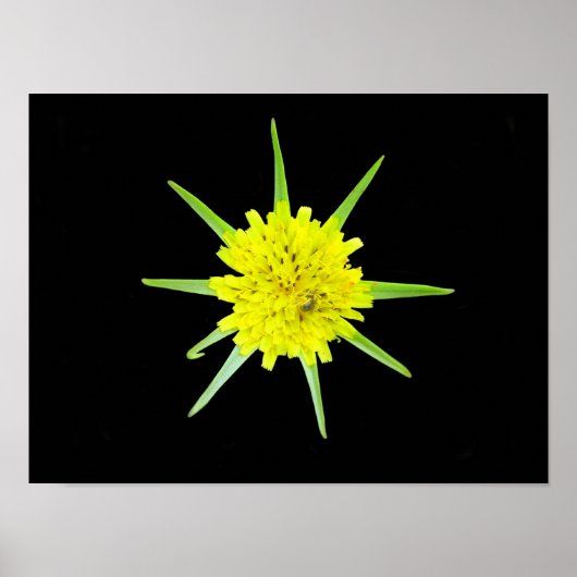 Affiche de la fleur sauvage Barbe de bouc mineure (Devant)