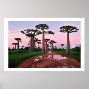 affiche de la forêt de baobab Africa de 8.99