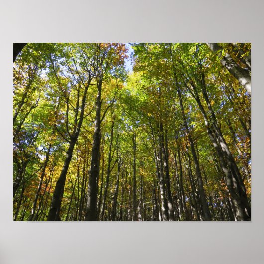 Affiche de la forêt de Bieszczady (Devant)
