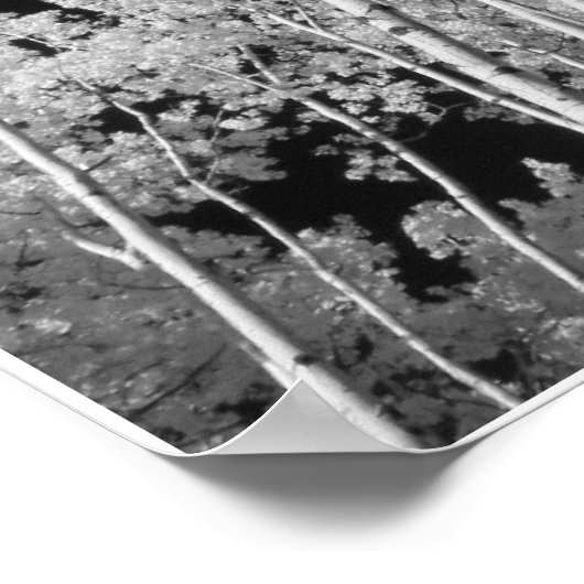 Affiche de la forêt de peupliers infrarouges (Coin)