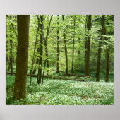 affiche de la forêt tranquille (Devant)