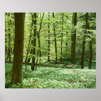 affiche de la forêt tranquille