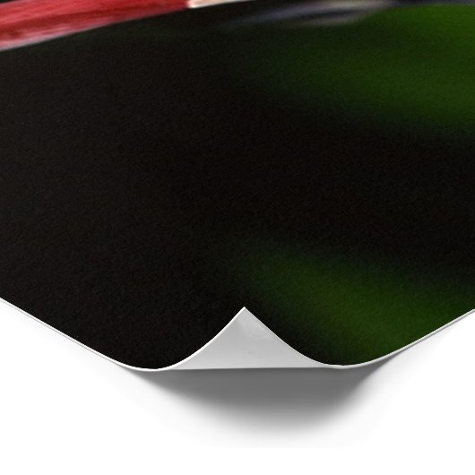 Affiche de la grenouille arborescente (Coin)