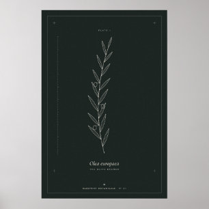 Affiche de la ligne botanique de la branche d'oliv