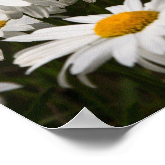 Affiche de la marguerite d'été (Coin)