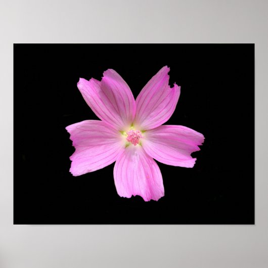 Affiche de la mauve musquée (Devant)