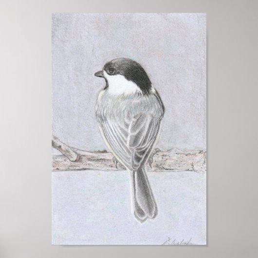 Affiche de la mésange à tête noire (Devant)