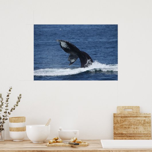 affiche de la queue des baleines à bosse (Cuisine)
