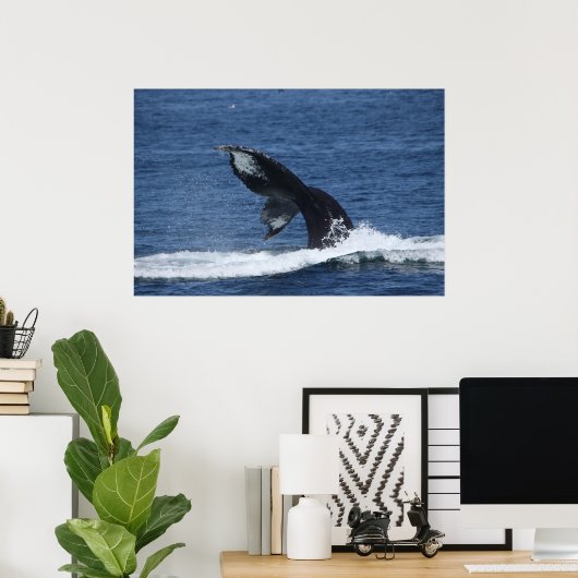 affiche de la queue des baleines à bosse (Bureau à domicile)